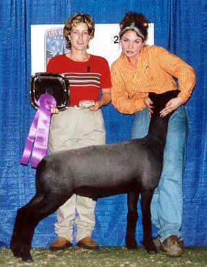 champ 1.JPG (43268 bytes)