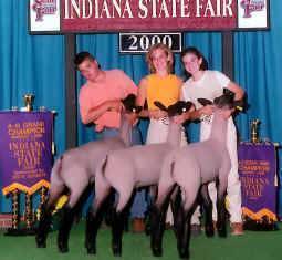 martinsheep copy.jpg (96014 bytes)